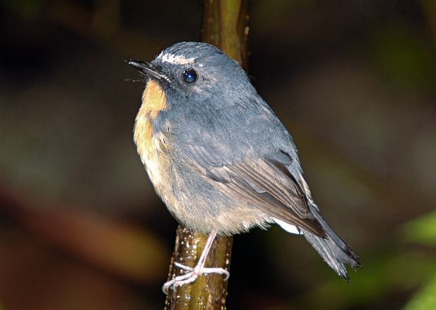 Snowy-browed Flycatcher - ML379738821