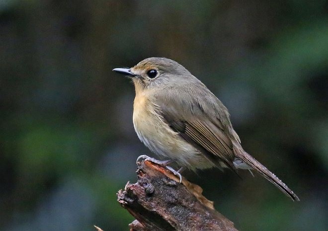 Hill Blue Flycatcher - ML379738831