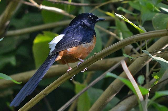 White-rumped Shama (White-rumped) - ML379738841