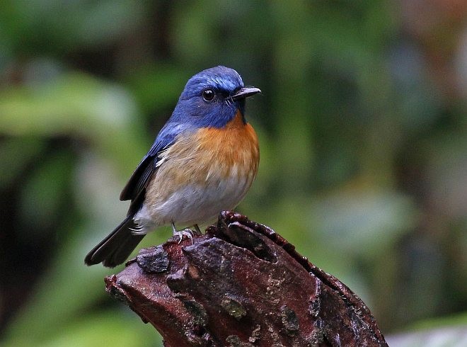 Chinese Blue Flycatcher - ML379738861