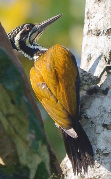 Greater Flameback - ML379738901