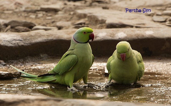Rose-ringed Parakeet - PARTHA SEN