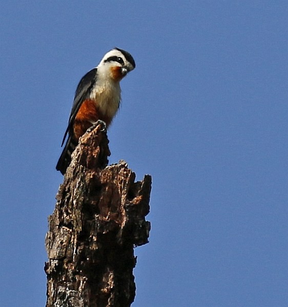 Collared Falconet - ML379738941