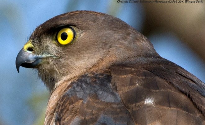 Shikra - ML379739011