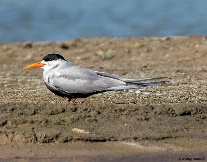 Black-bellied Tern - ML379739091