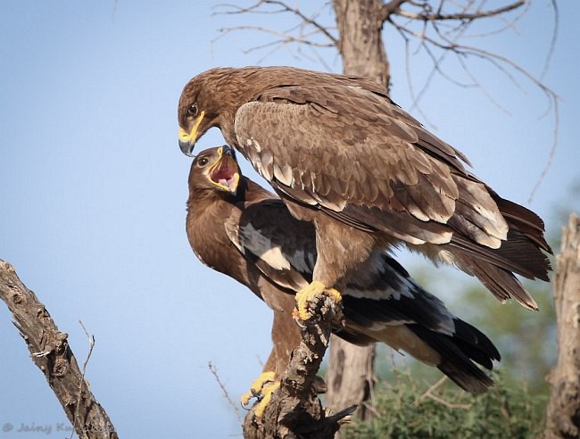 Steppe Eagle - ML379739101