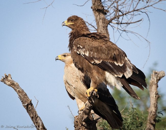 Steppe Eagle - ML379739131