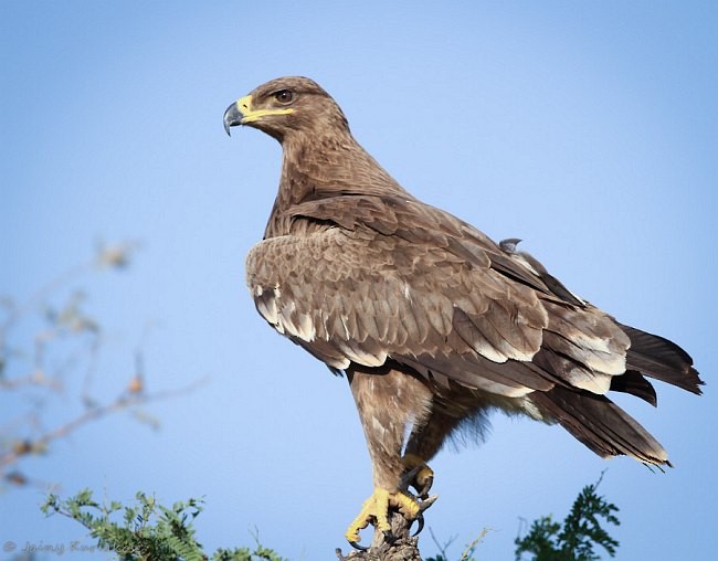 Steppe Eagle - ML379739141