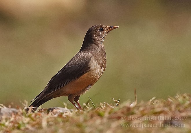 チャイロツグミ - ML379739151