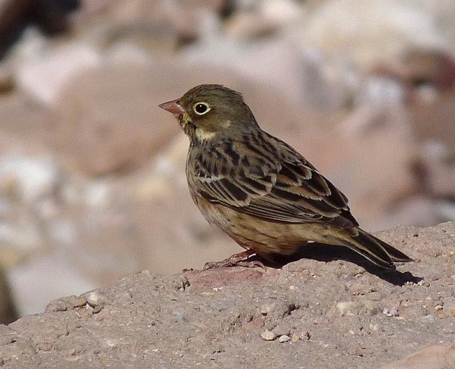 Ortolano - ML379739211