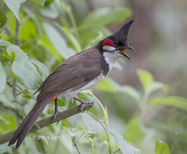 Red-whiskered Bulbul - ML379739241