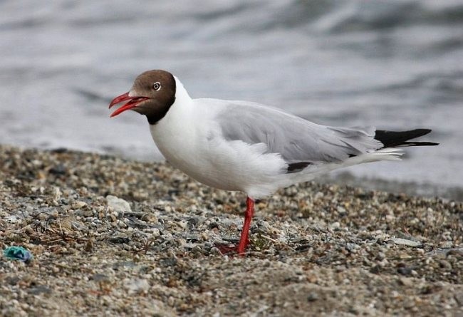 Brown-headed Gull - ML379739351