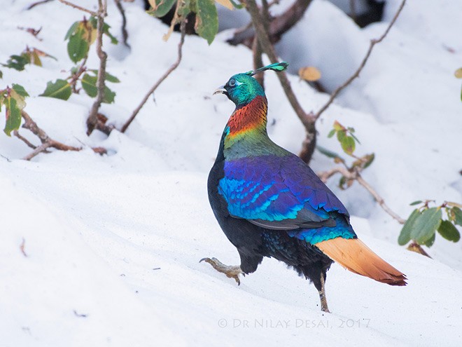 Himalayan Monal - ML379739361