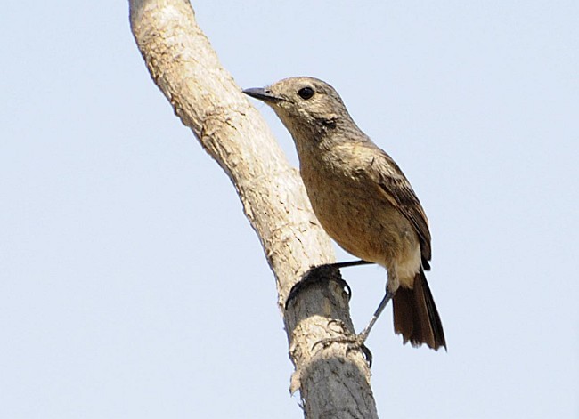 Pied Bushchat - ML379739381