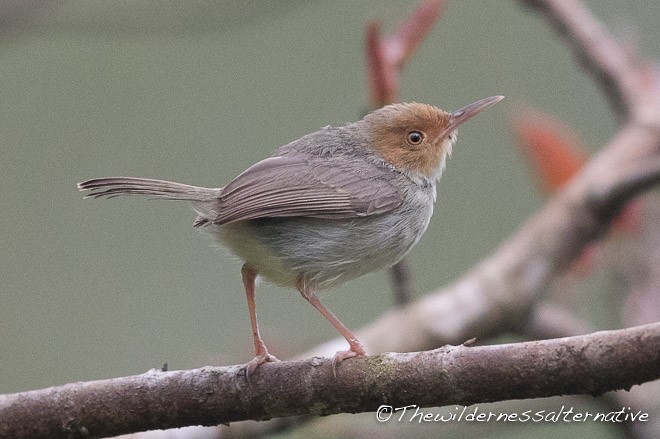 Olive-backed Tailorbird - ML379739401