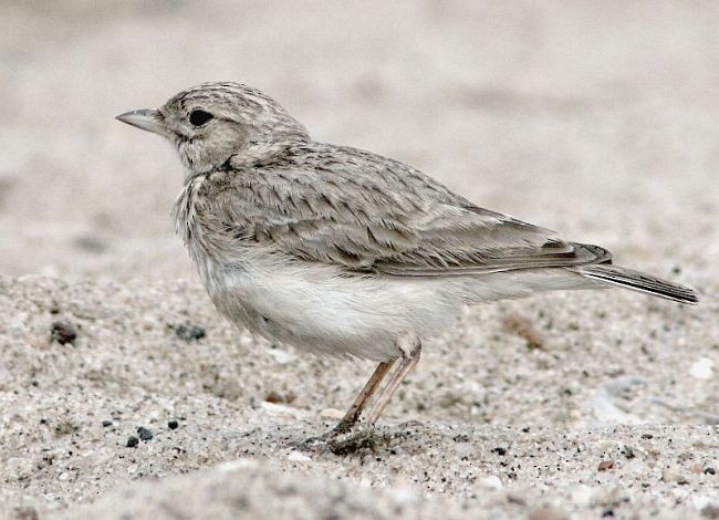 Sand Lark - ML379739431