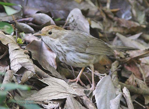 Puff-throated Babbler - ML379739441