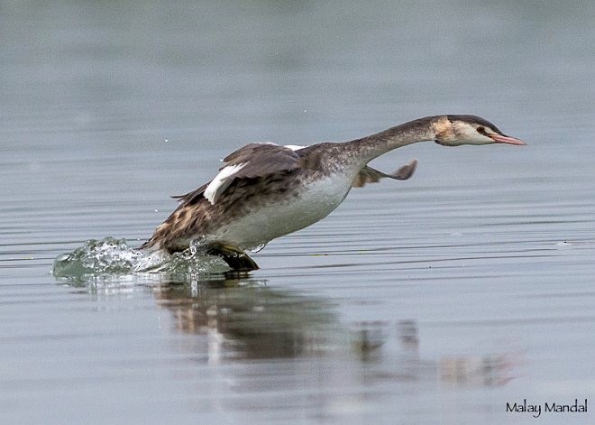 Great Crested Grebe - ML379739451