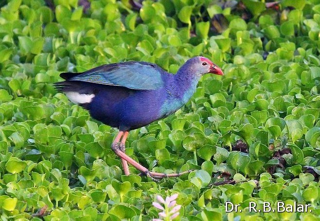 Pollo sultano testagrigia - ML379739511