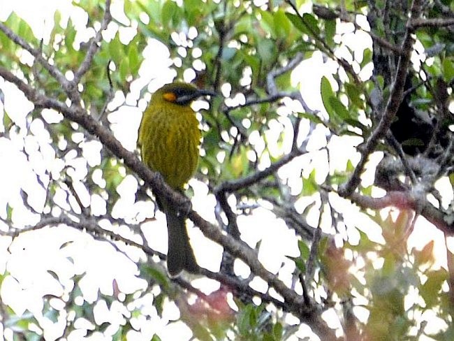 Yellow-eared Honeyeater - ML379739541