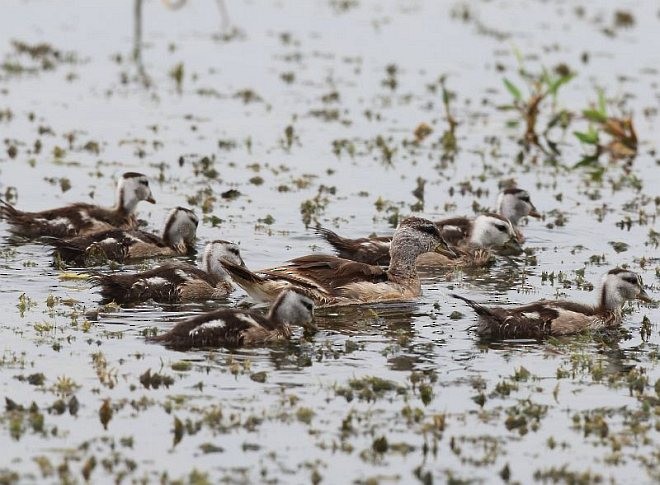 Cotton Pygmy-Goose - ML379739571