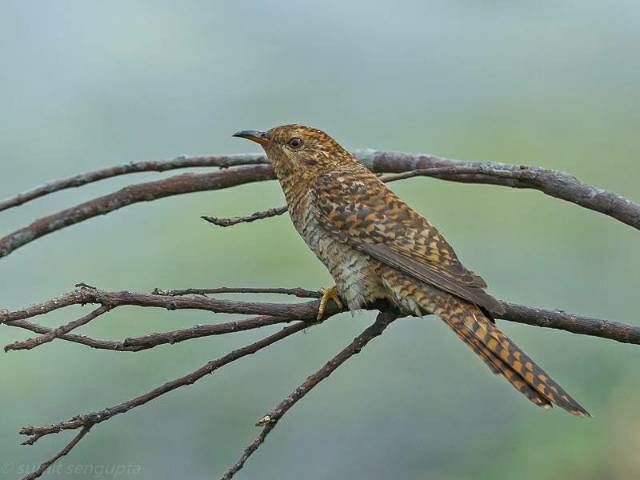 Plaintive Cuckoo - ML379739581