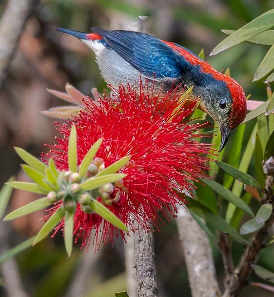 Scarlet-backed Flowerpecker - ML379739591