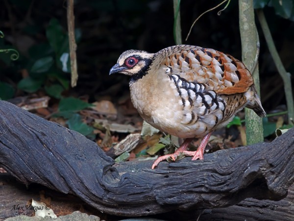 koroptev pruhokřídlá - ML379739611