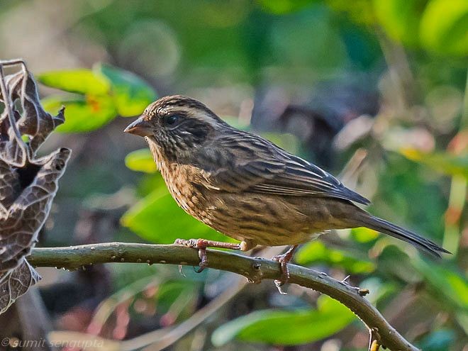 Pink-browed Rosefinch - ML379739621