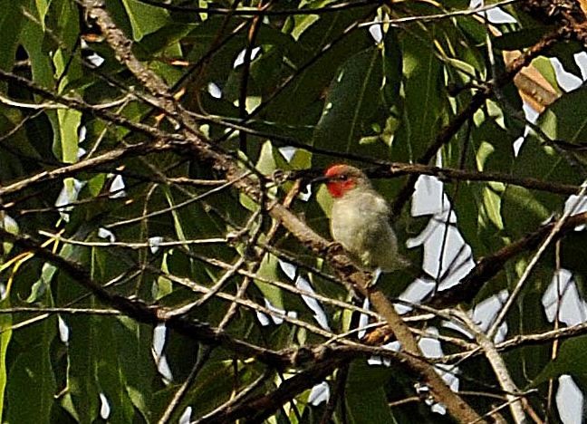 Alor Myzomela - ML379739641