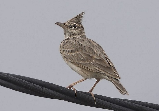 Crested Lark - Sarawandeep Singh