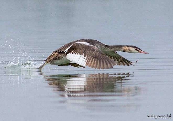 Great Crested Grebe - ML379739691