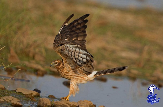 Montagu's Harrier - ML379739711