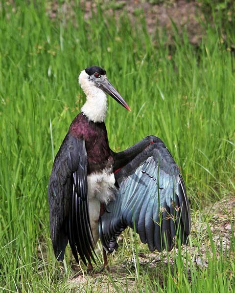 Asian Woolly-necked Stork - Yasanath Dhammika Bandara