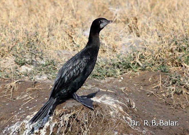 Little Cormorant - ML379740021