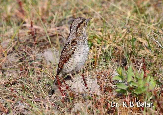 Torcicollo - ML379740061