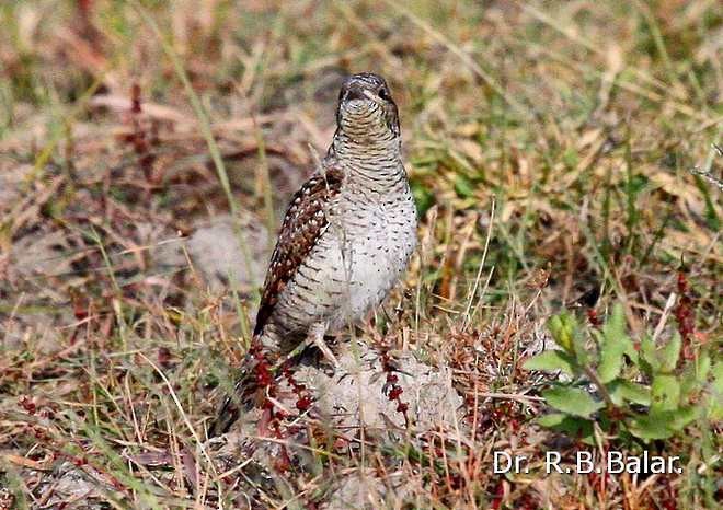 Torcicollo - ML379740081