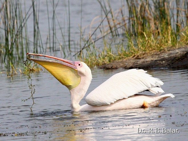 Pellicano comune - ML379740121