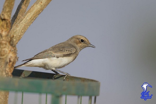 Variable Wheatear - Sunil Singhal