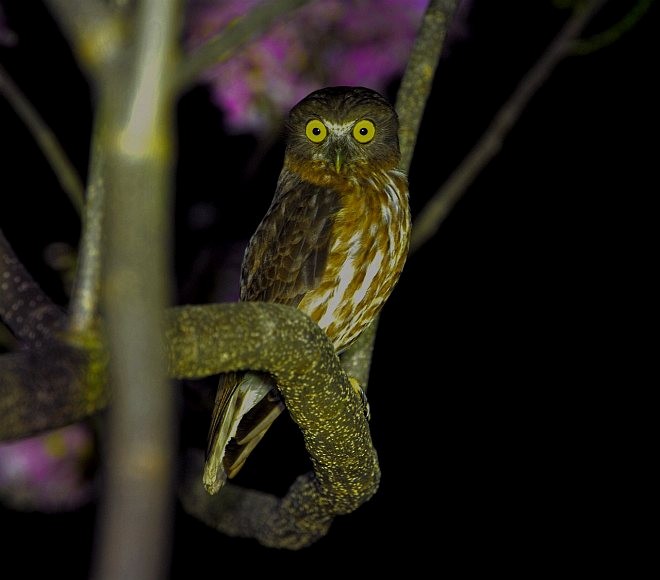 Andaman Boobook - Nikhil Devasar