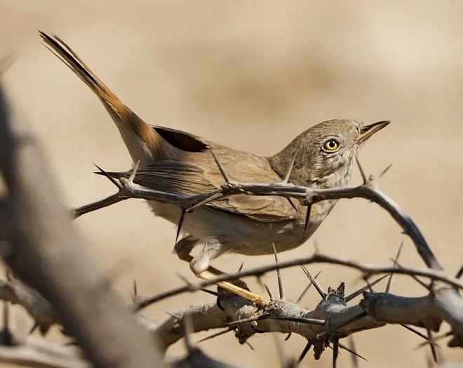 Asian Desert Warbler - ML379740291