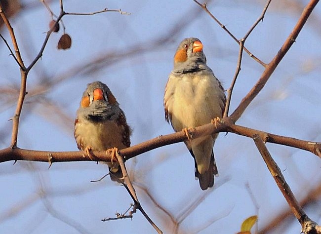 Zebra Finch (Lesser Sundas) - ML379740371