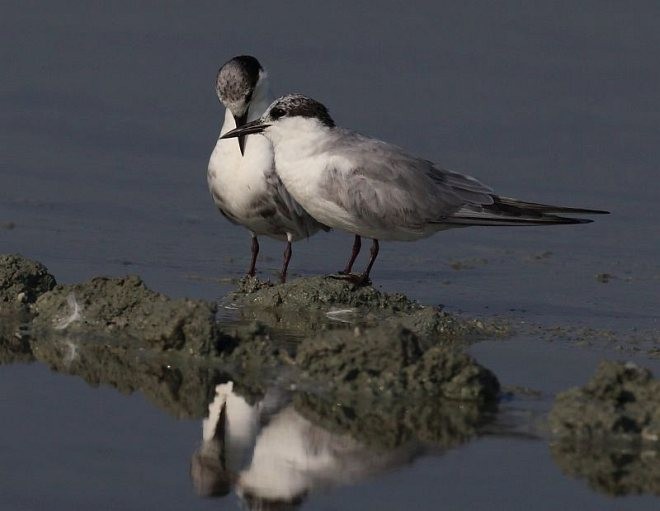 Little Tern - ML379740491