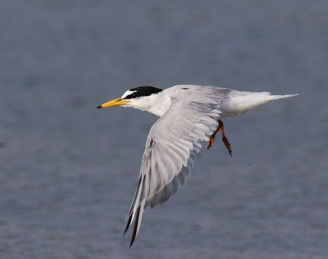 Little Tern - ML379740511