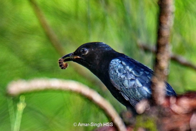 Cuclillo Drongo Colitruncado - ML379740561