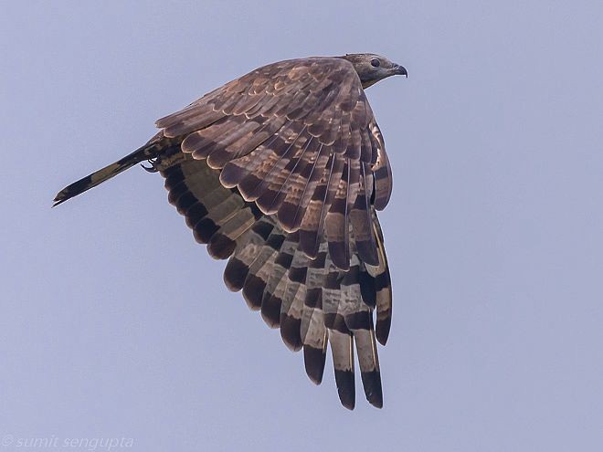 Oriental Honey-buzzard - ML379740601