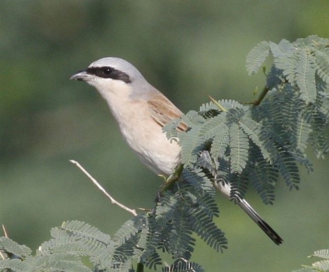 Red-backed Shrike - ML379740711
