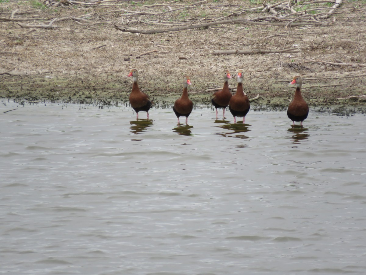 Black-bellied Whistling-Duck - ML379740811
