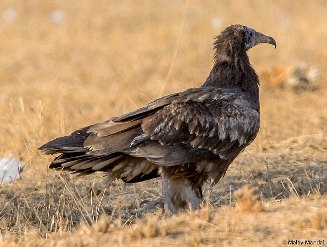 Egyptian Vulture - ML379740861