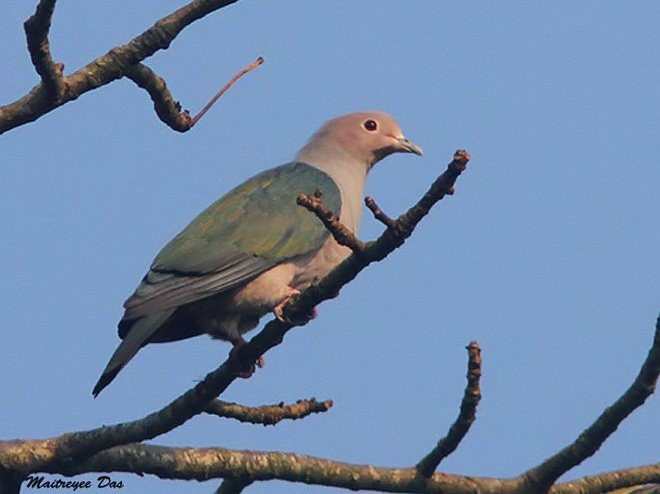 Green Imperial-Pigeon (Green) - ML379740881